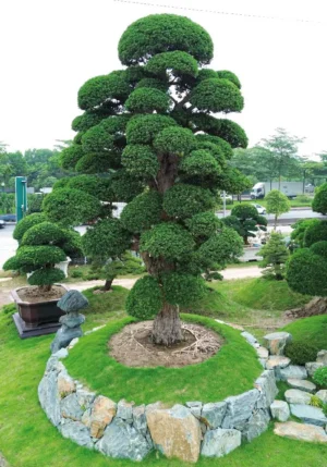 Tùng La Hán Nhật Bản Huy Hoàng - Chất Lượng cao hàng Đầu Tại VN